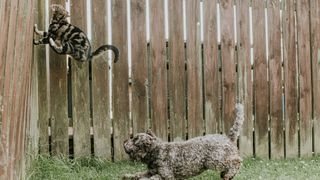 Dog chasing cat