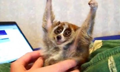 The tickled, slow loris has become an internet sensation, but a new report alleges that the tiny, endangered species is being poached and abuse for our entertainment.