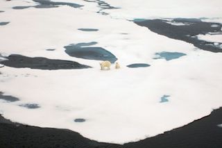 arctic habitats, environment