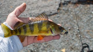 Yellow perch can be easy to catch, but tactics change when fishing