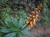Browse Seedsown Canary Island foxglove seeds, £7 at Amazon