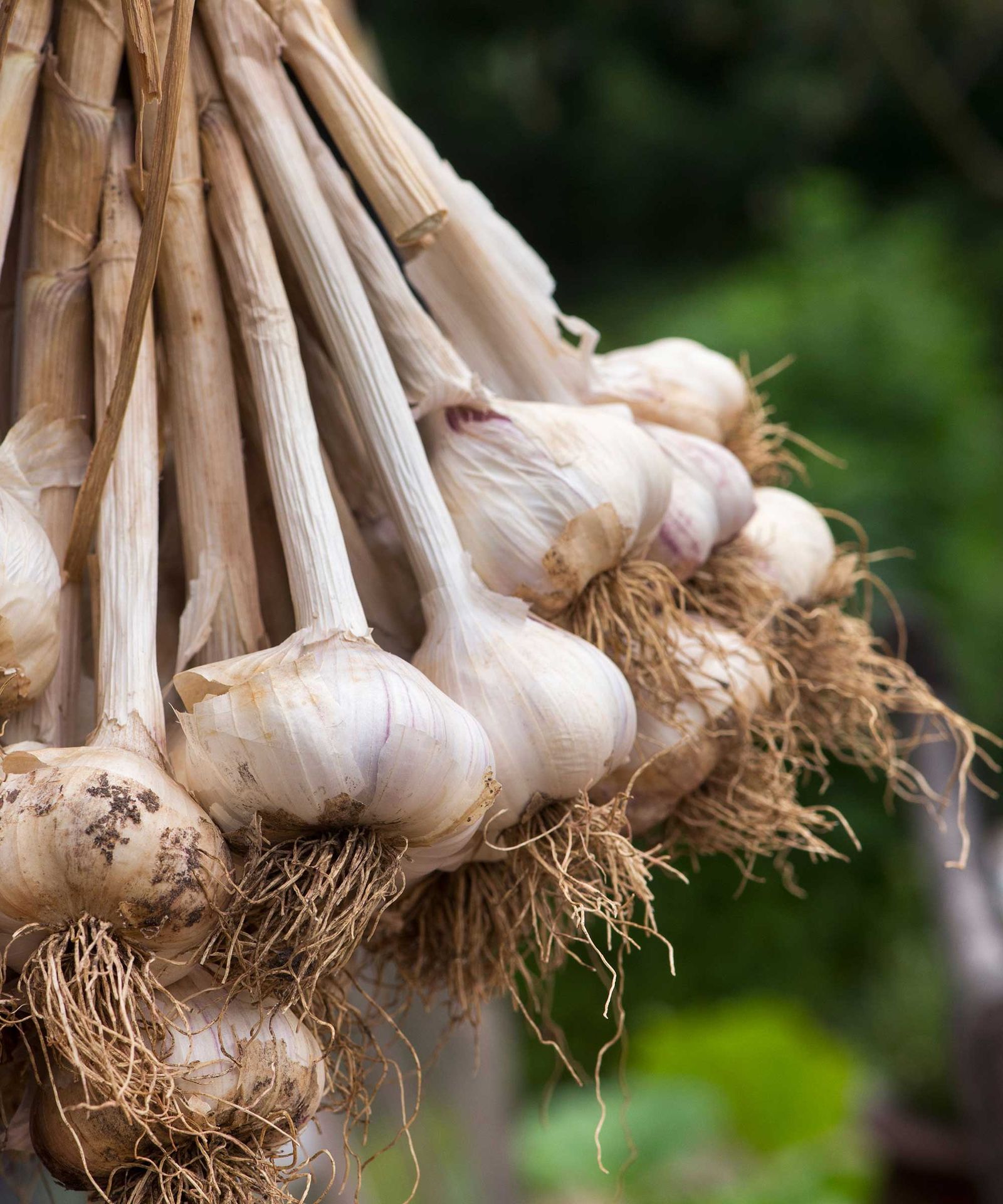 Best winter vegetables to grow 10 top crops for the cooler season