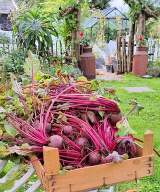 harvested beets or beetroot in a crate in vegetable garden
