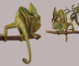 two veiled chameleons in a face-off