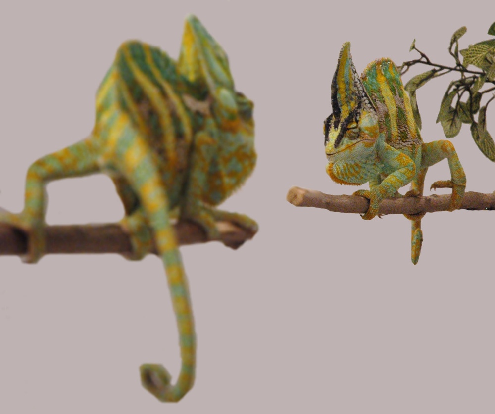 veiled chameleon color change