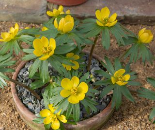 winter aconite plant in bloom in pot