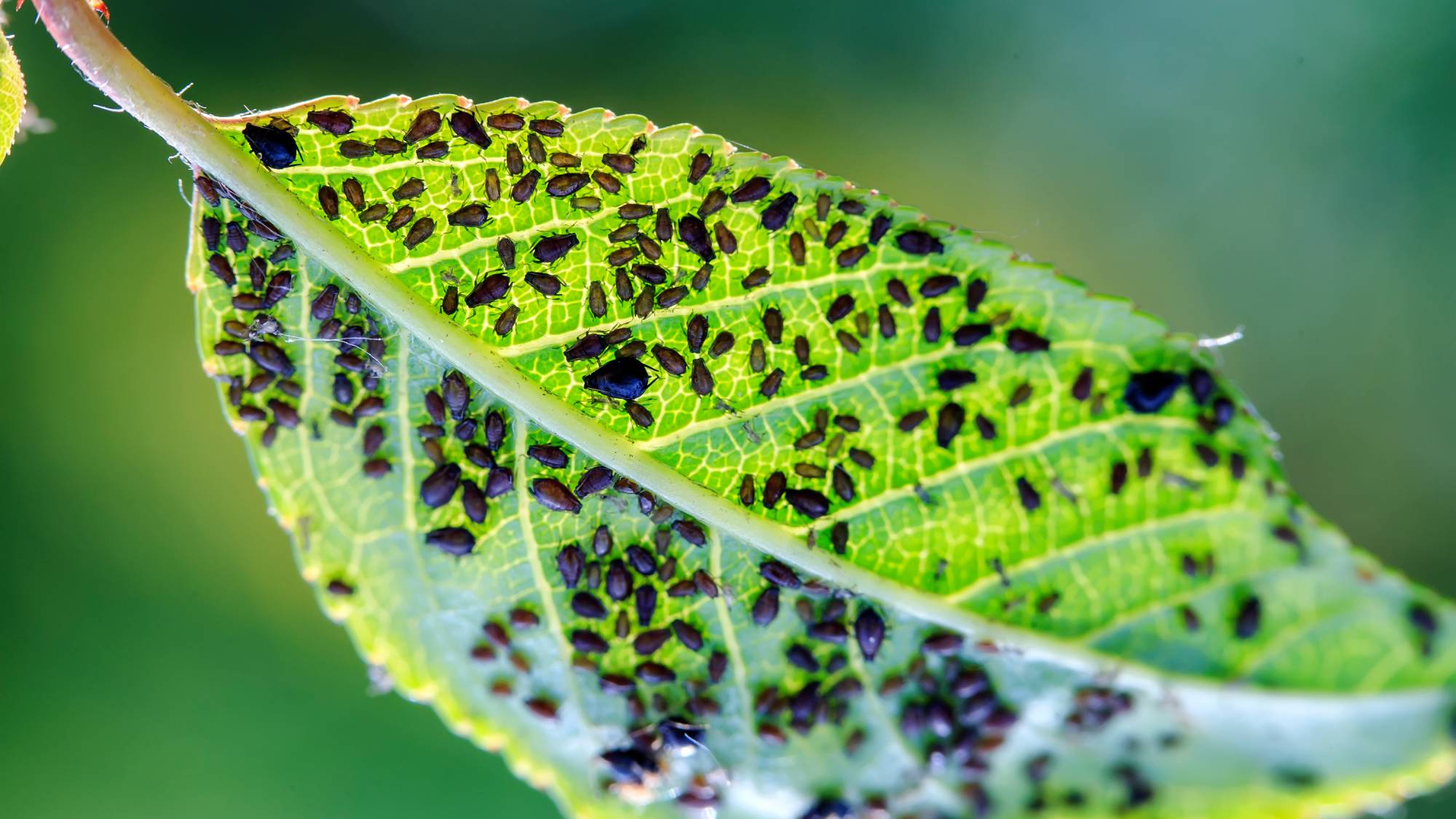 Aphids covering a leaf