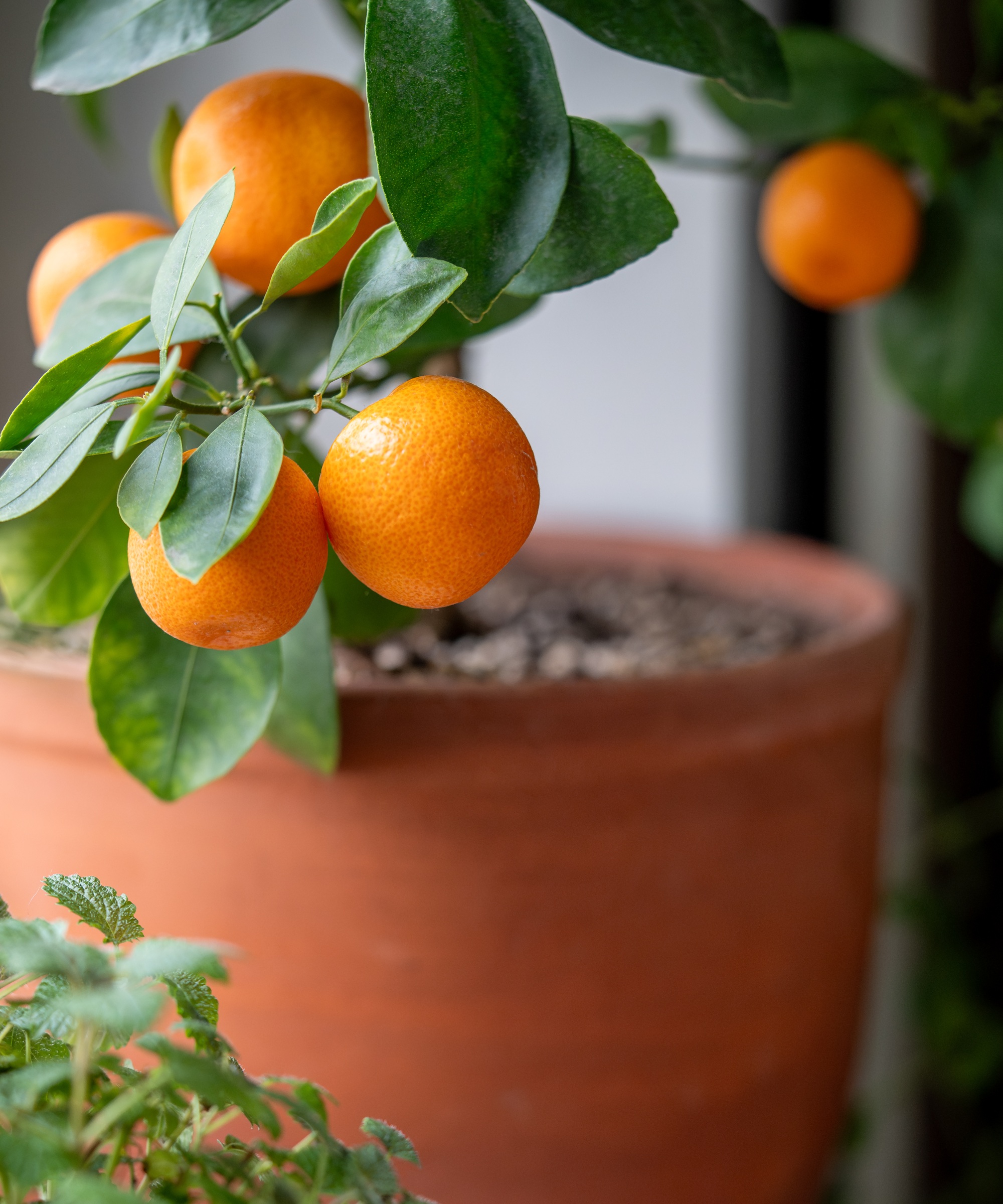 Orange tree