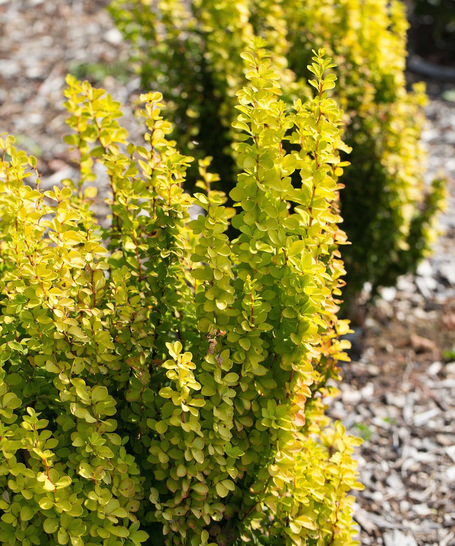 Barberry care and growing guide: how to look after berberis | Gardeningetc