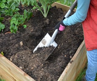 Adding compost to a no-dig raised bed