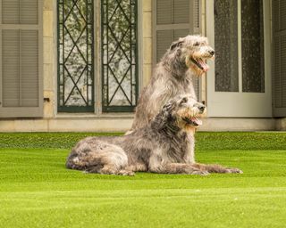 two dogs on pet-proof artificial turf
