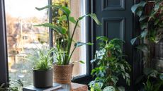 Houseplants arranged by a window