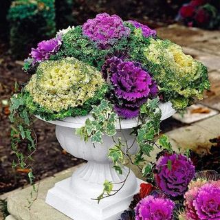  Ornamental Cabbage Seeds - Colorful and Exotic Decoration Plants