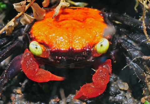 Mystery of the 'Vampire Crabs' Solved | Live Science