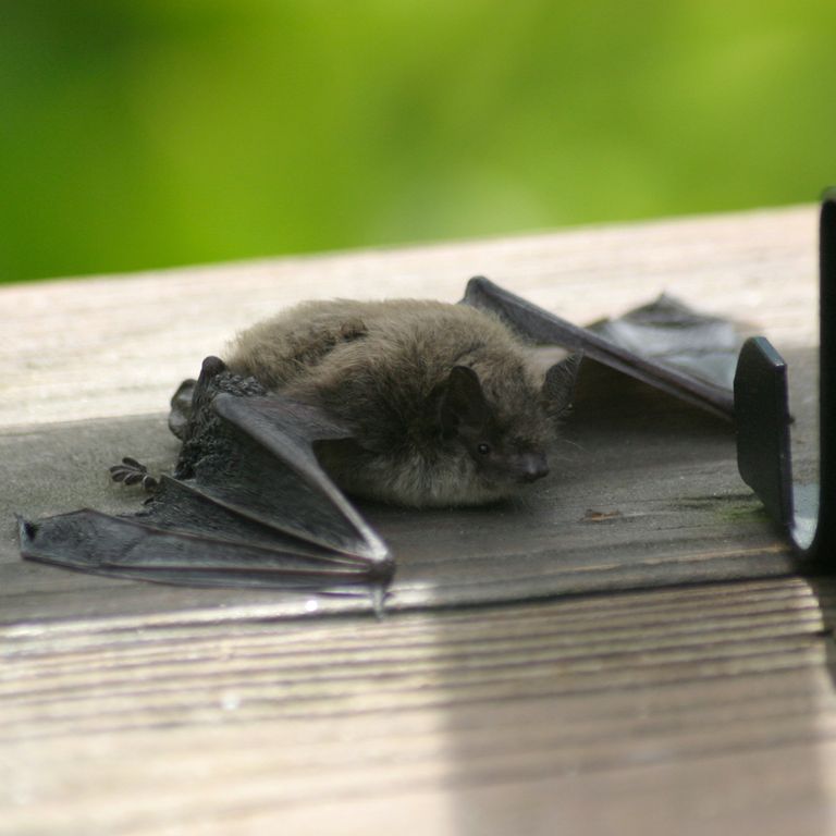 Would you swap your bird house for a bat box? | Ideal Home