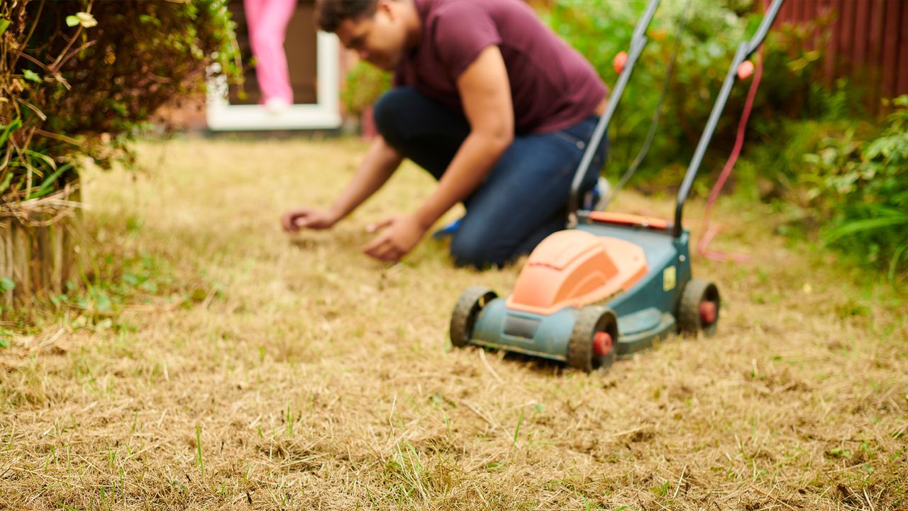 A lawn.