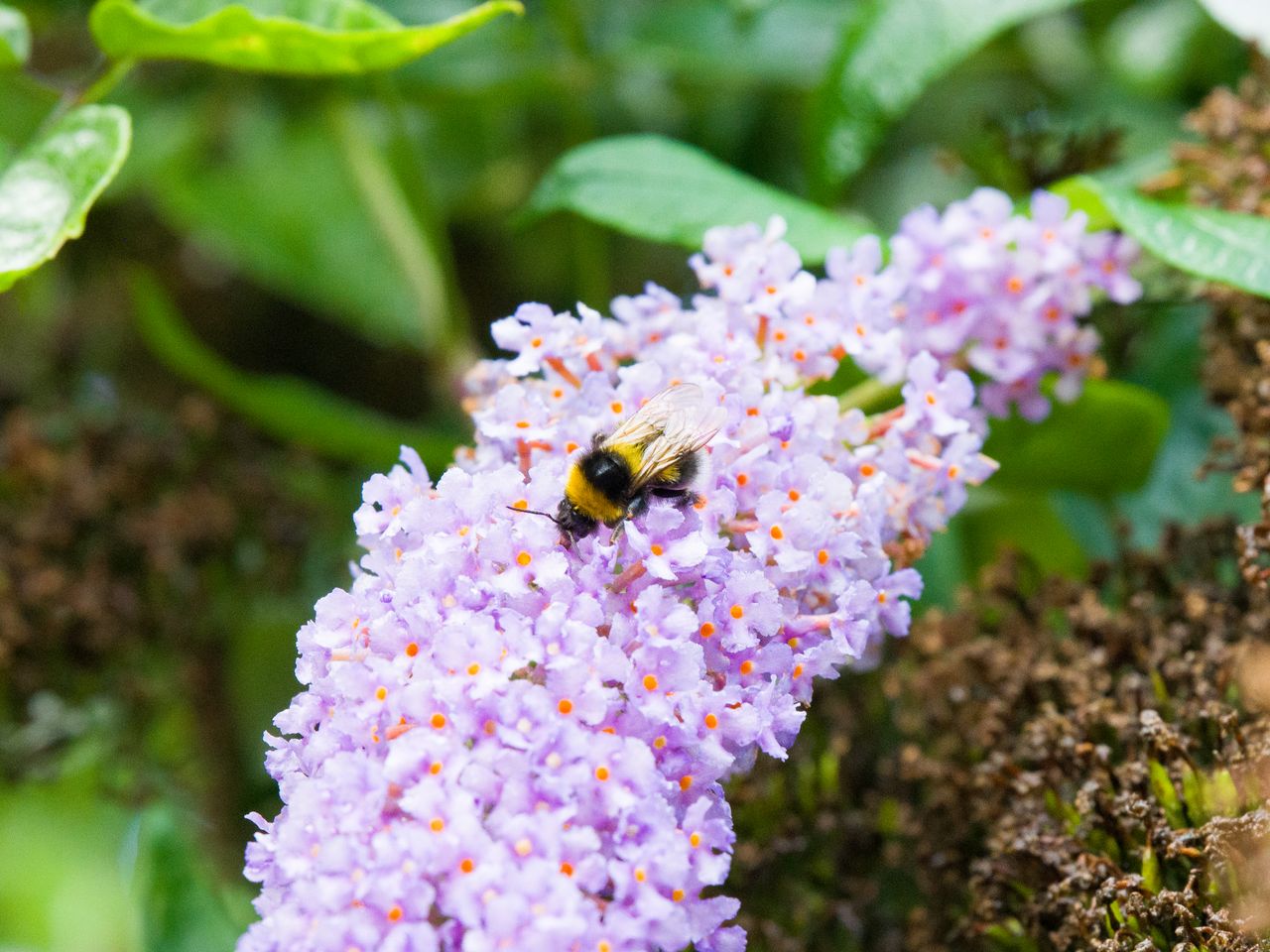 An image of a bee taken on the Hasselblad X2D II 100C