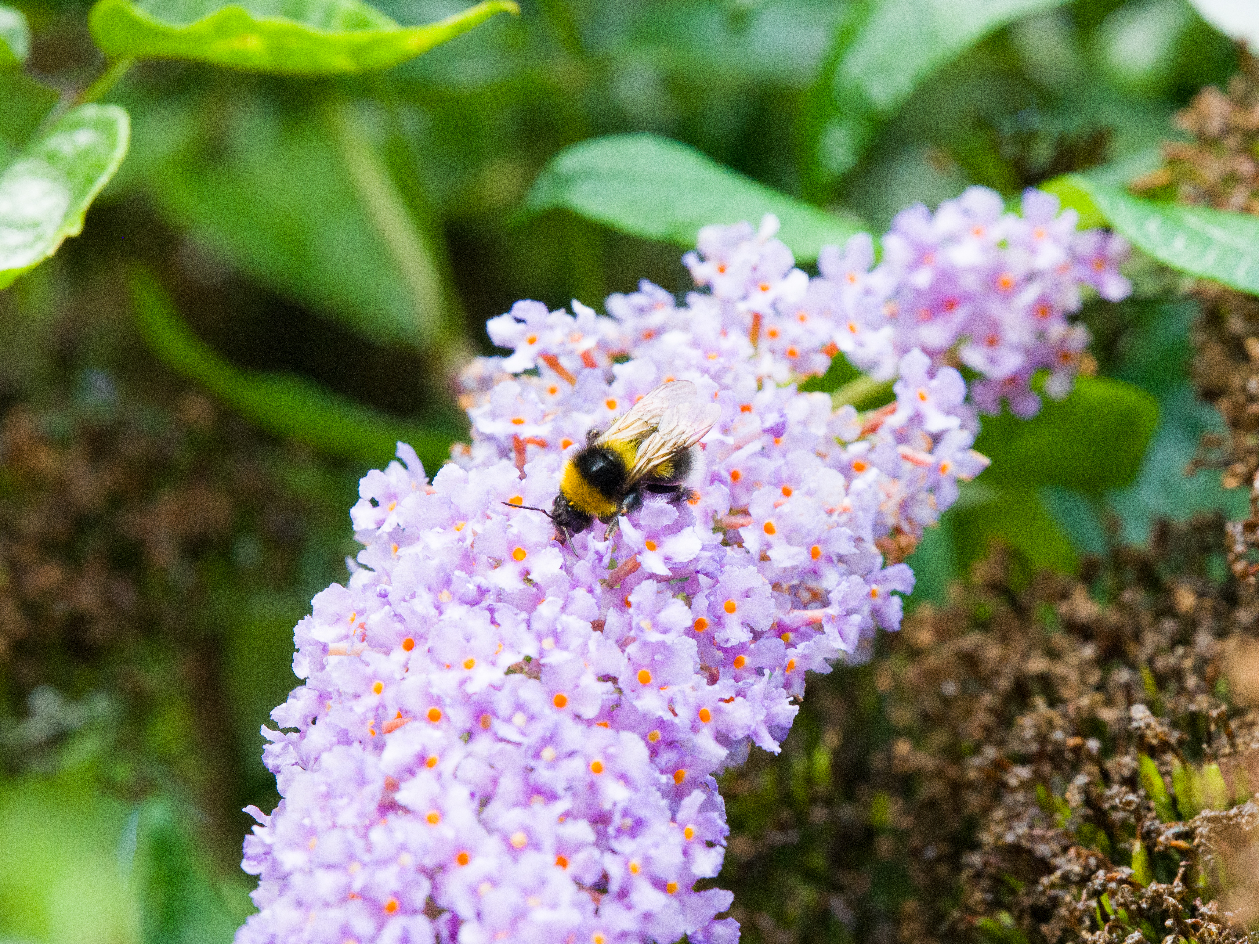 An image of a bee taken on the Hasselblad X2D II 100C
