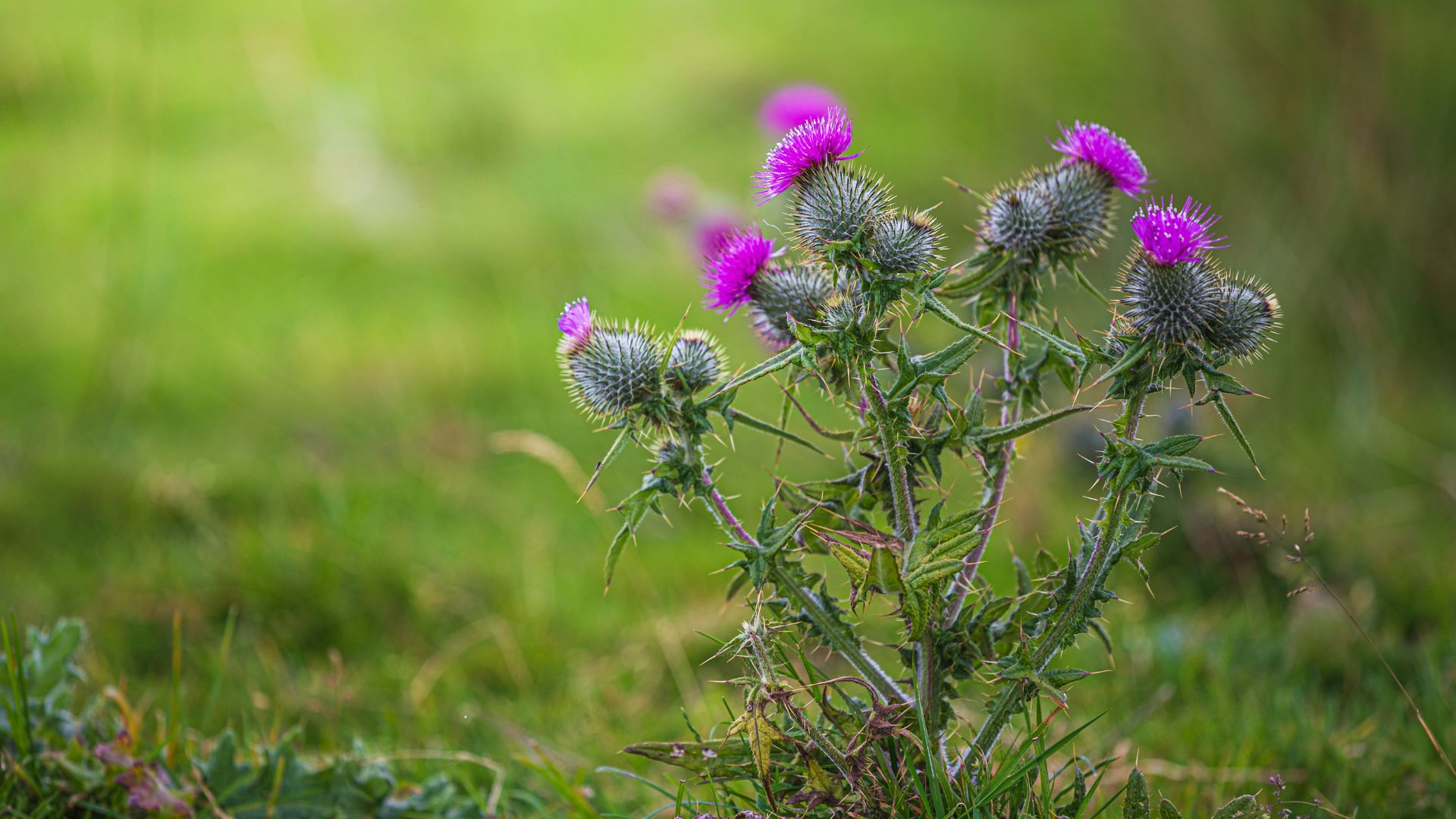 picture of small thistle plant in garden