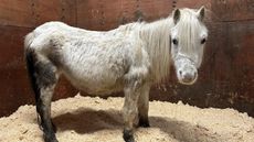 Elsa-on-arrival-at-Redwings-1-FOR-PR-credit-Redwings-Horse-Sanctuary.jpg