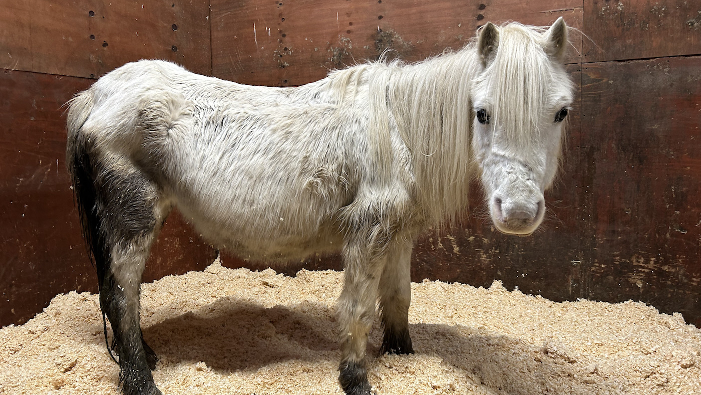 Elsa-on-arrival-at-Redwings-1-FOR-PR-credit-Redwings-Horse-Sanctuary.jpg