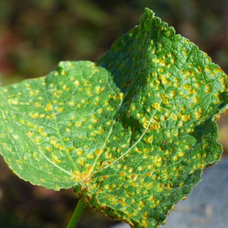 hollyhock rust