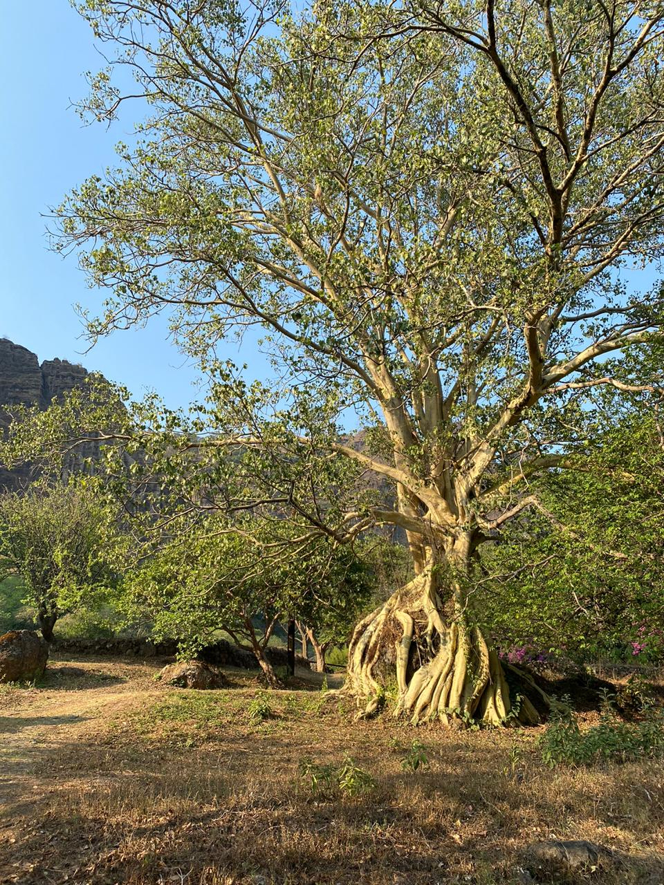 Image of tree by Carla Fernández