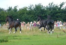 Wadworth shire horses enjoying their summer holiday