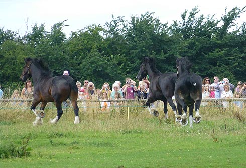 Wadworth shire horses enjoying their summer holiday