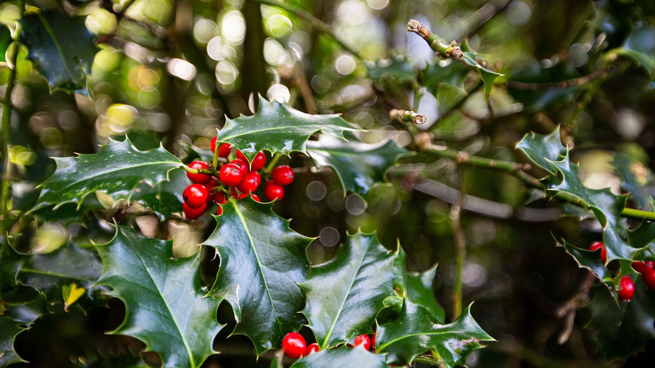 Close up of holly leaves and berries