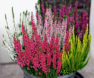 A pot of colorful winter heather