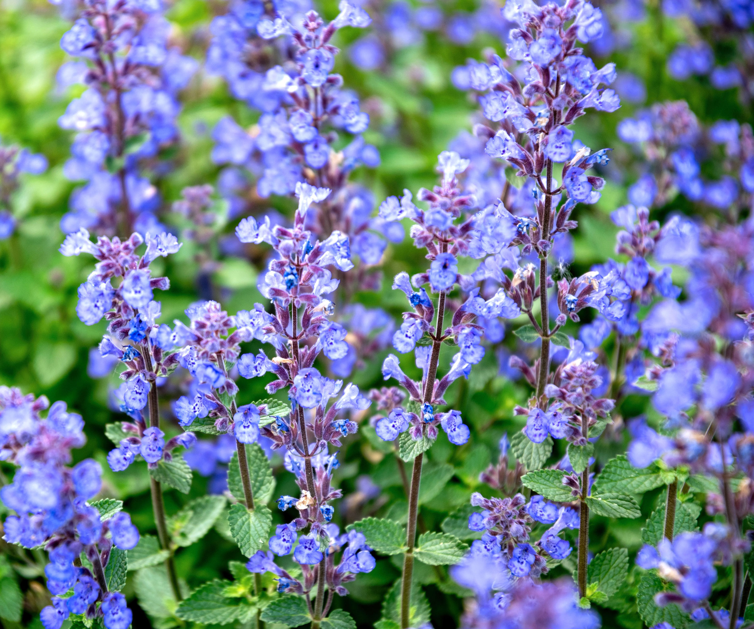 catmint plant with bright purple blue flowers