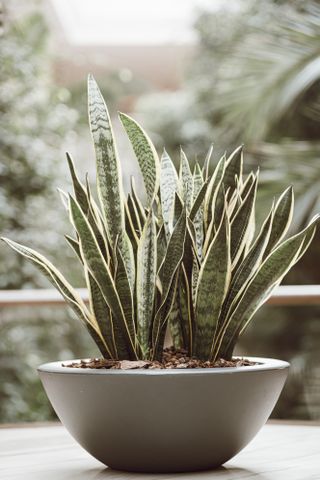 A snake plant growing out of a ceramic bowl planter