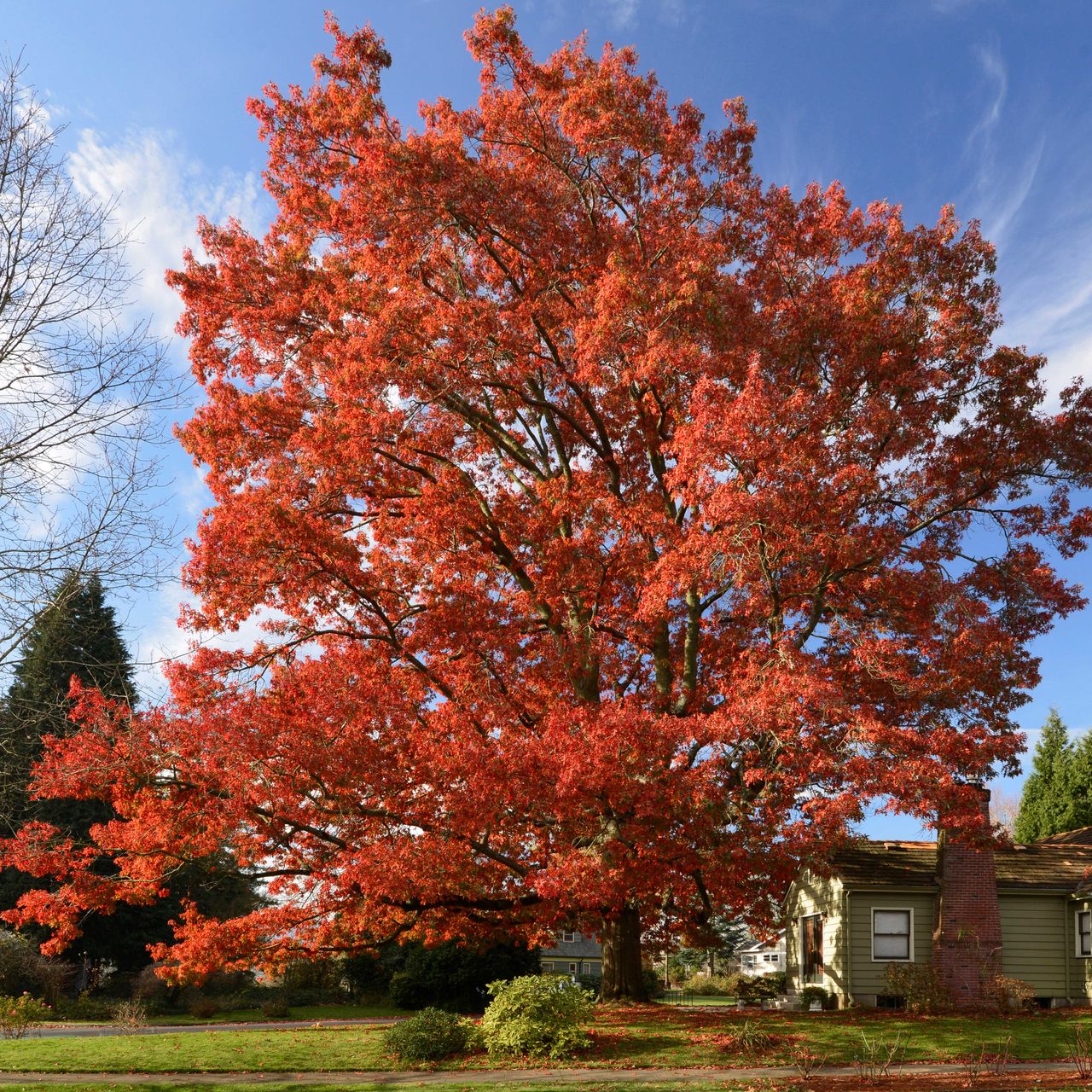 6 best trees that change color with the seasons | Livingetc