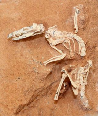 mammal fossil from the gobi desert