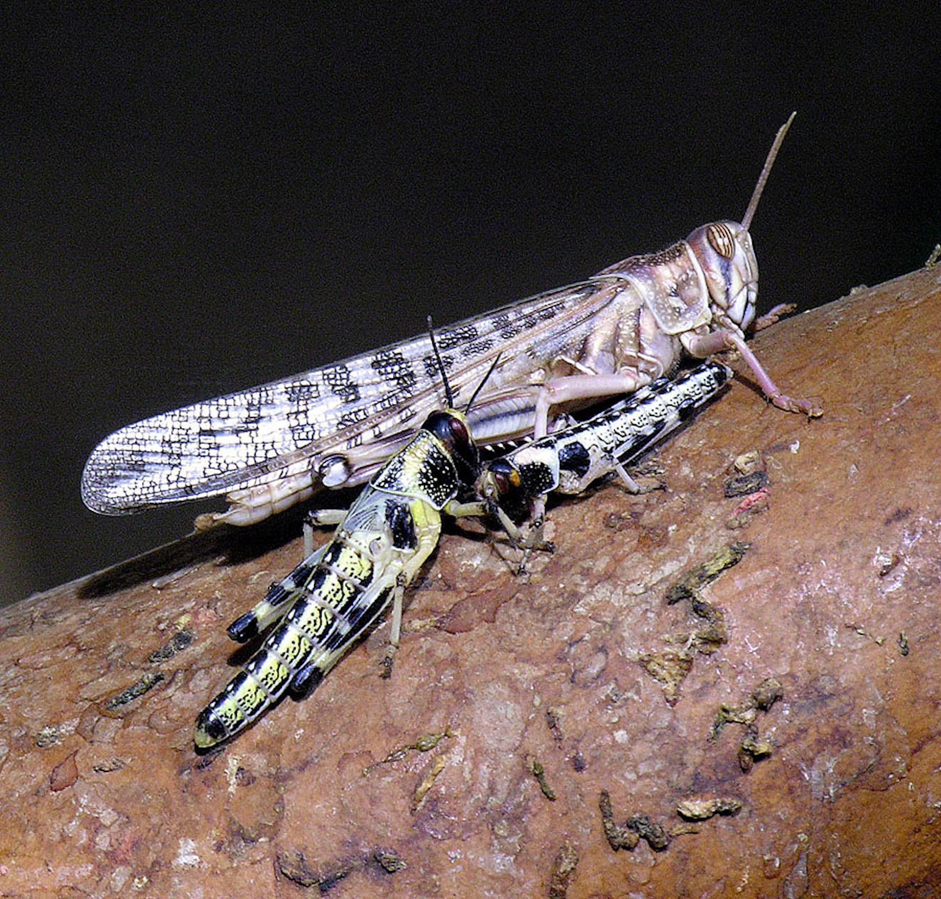 A photograph of an adult locust sitting next to two nymphs