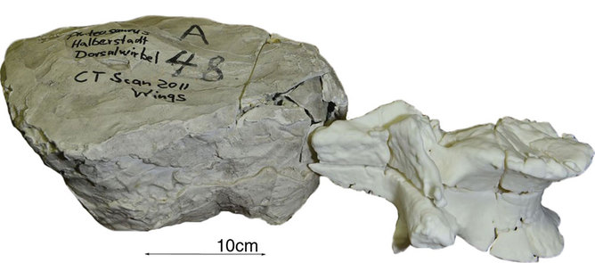 A 3D print of a fossil (right) next to the original still inside a plaster jacket.
