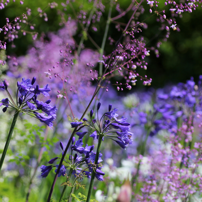 Agapanthus Orientalis and Thalictrum Delavayi (Meadow Rue)