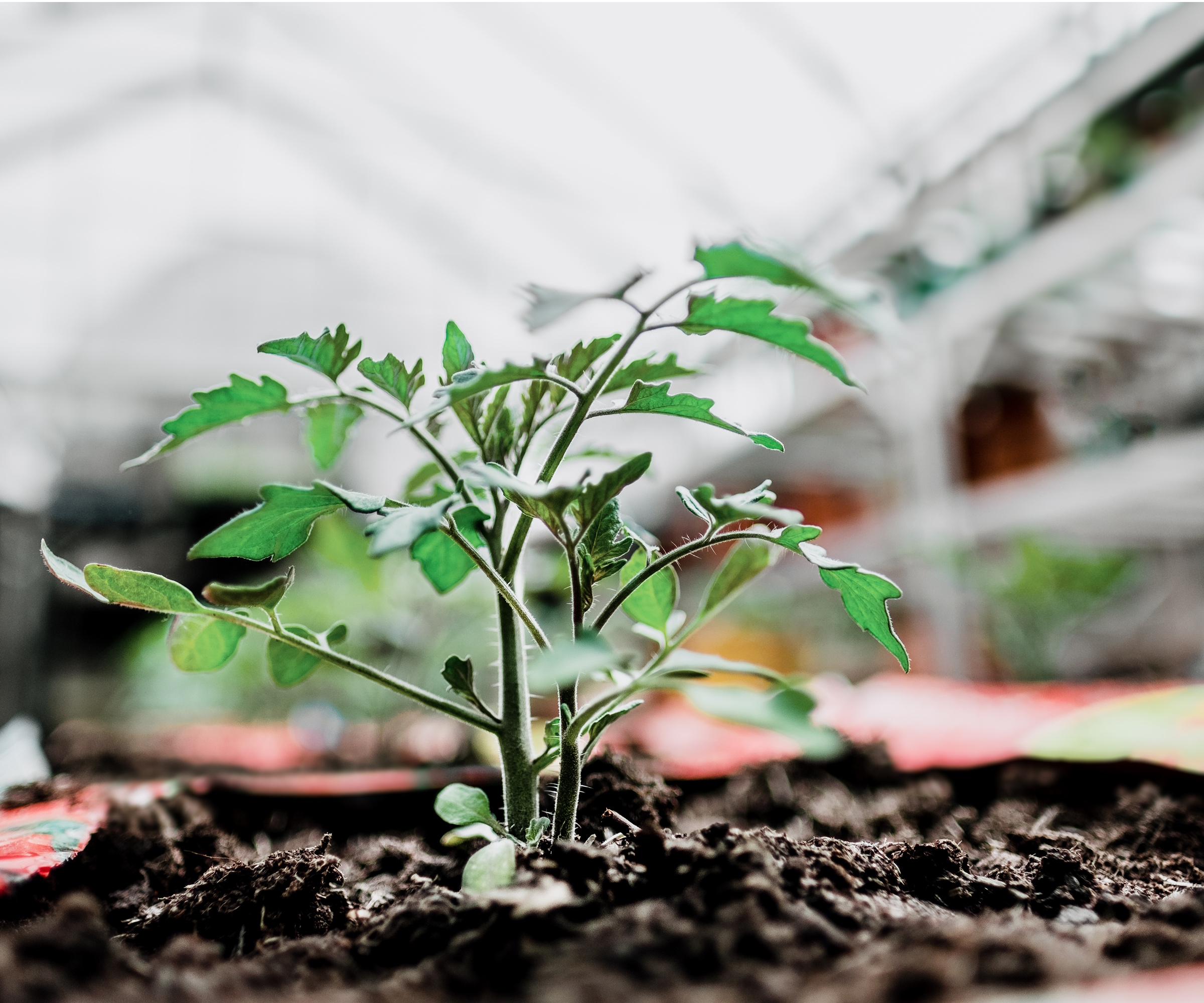 Tomato plants growing out of compost bag
