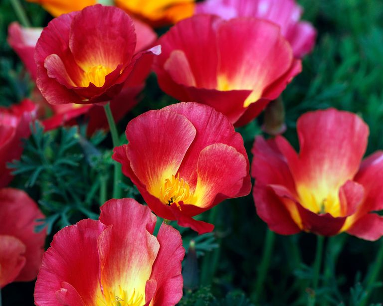 What to plant in September our top 10 flowers to sow and grow this