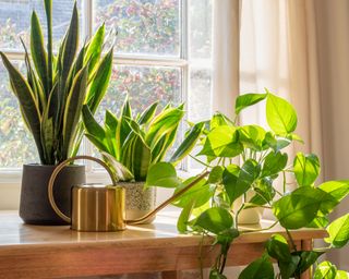 Houseplants on living room windowsill