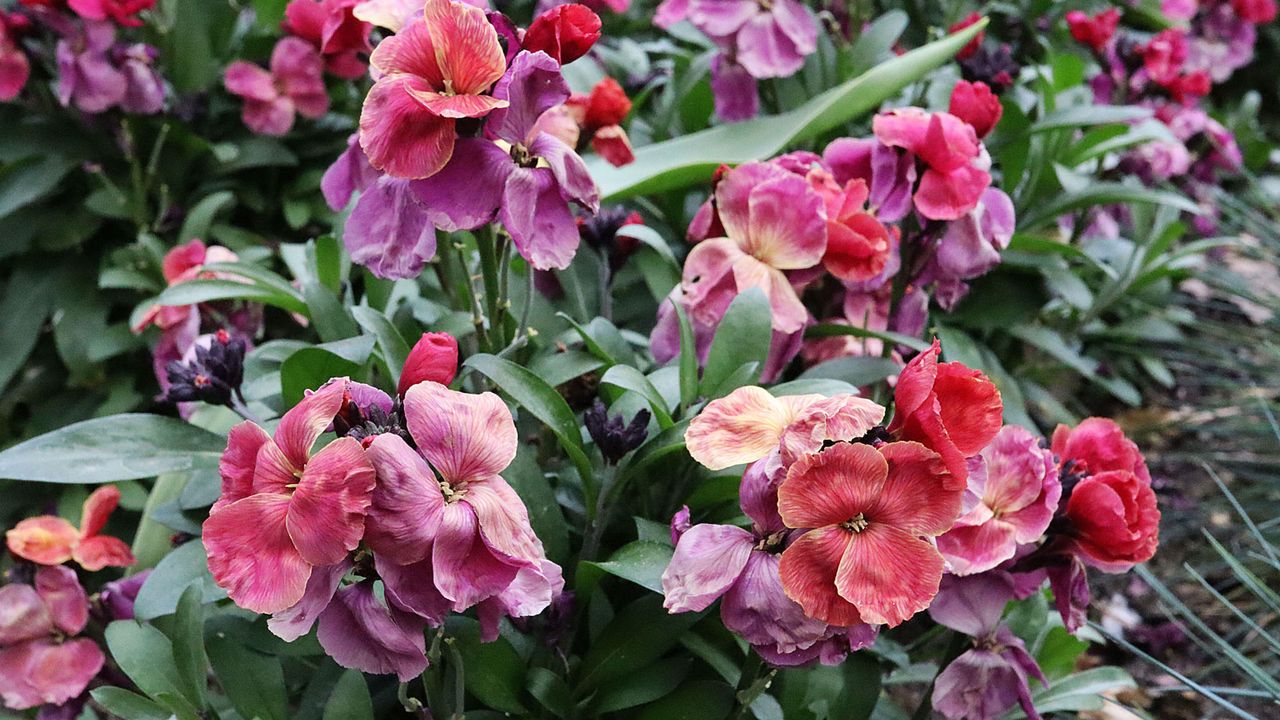 Erysimum cheiri ‘Winter Orchid&#039; 