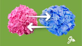 Hydrangea Flower Color Change