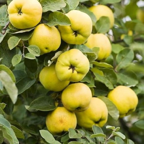 Cydonia Provence Quince Plant