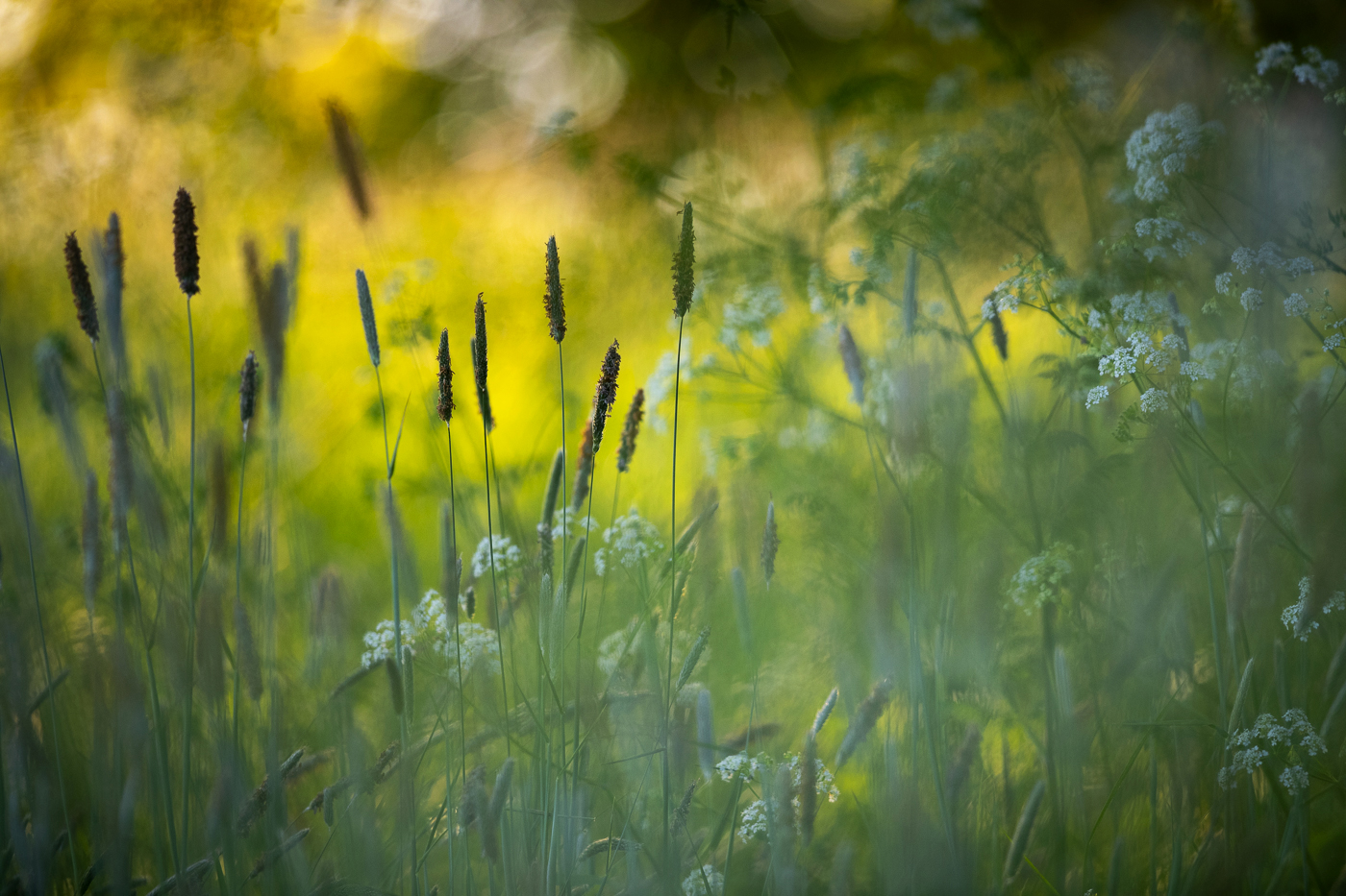 Backlit grass seed heads and cow parsley glowing in soft golden bokeh at the marsh's edge.