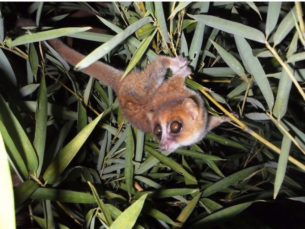 Marohita Mouse Lemur