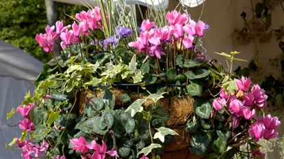 cyclamen and ivy in winter hanging basket