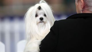 Cute Maltese terrier with long hair