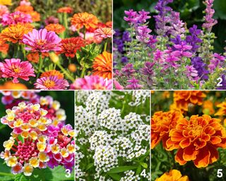 Annual planting palette designed to attract butterflies, containing zinnias, annual salvia, lantana, sweet alyssum, and marigolds