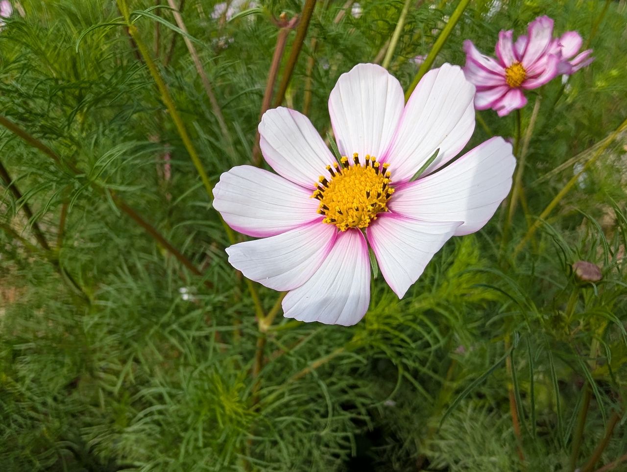 Google Pixel 9 sample photos